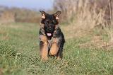 BERGER ALLEMAND 590